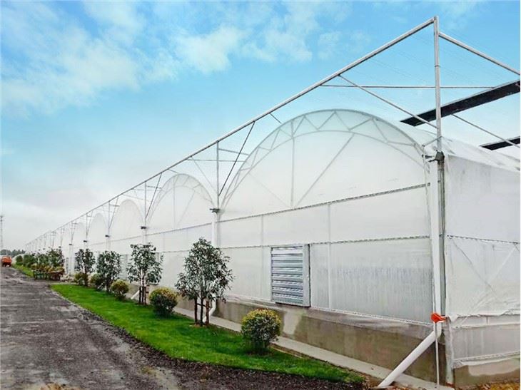 Greenhouse Hydroponic Plant With Cummber