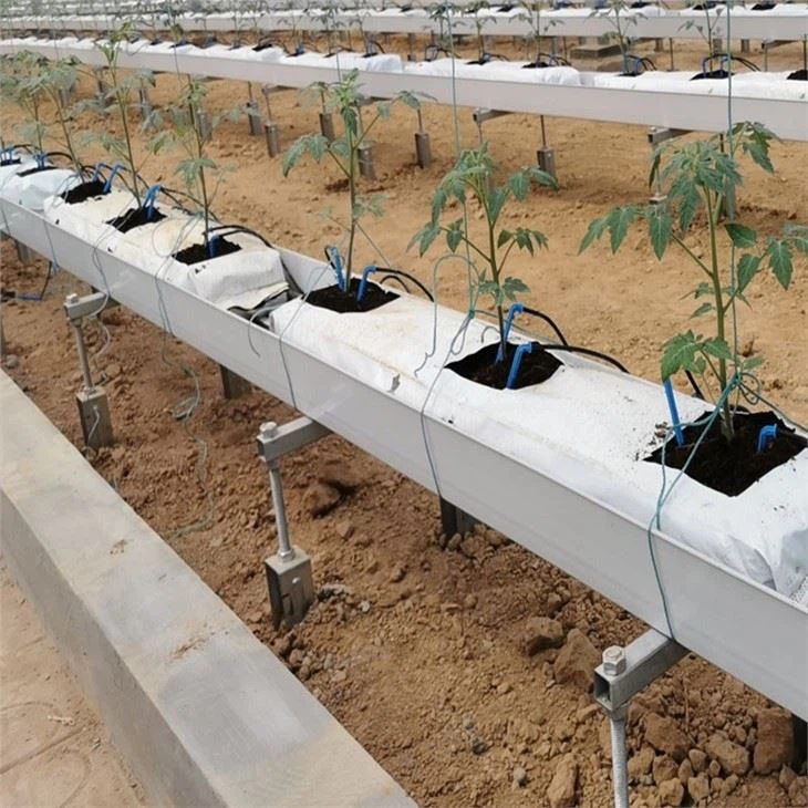 Greenhouse Tomato Hydroponic Plant