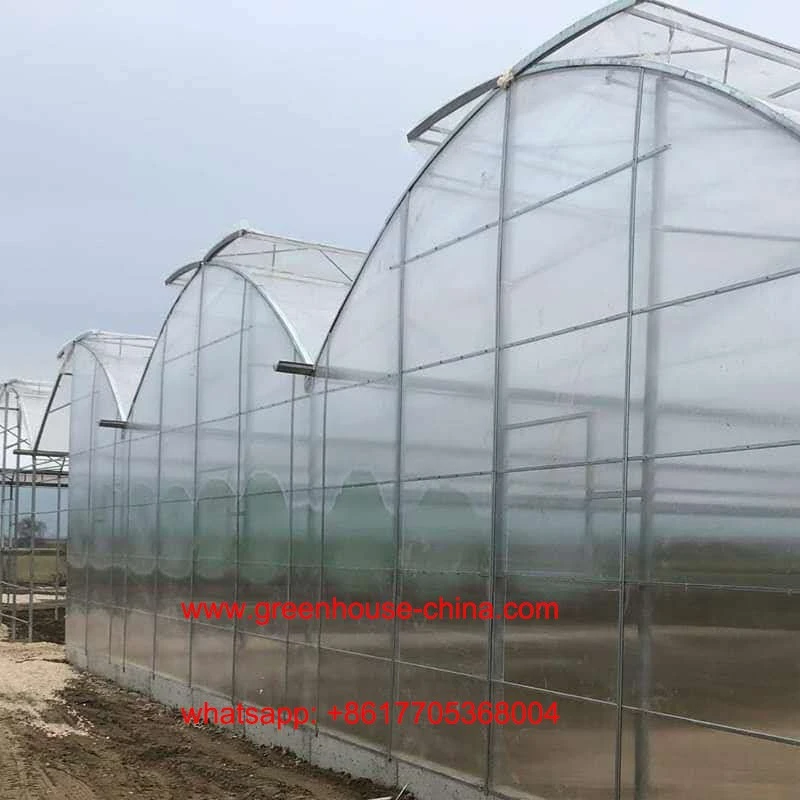 Multi Span Roof Window Gothic Film Greenhouse price